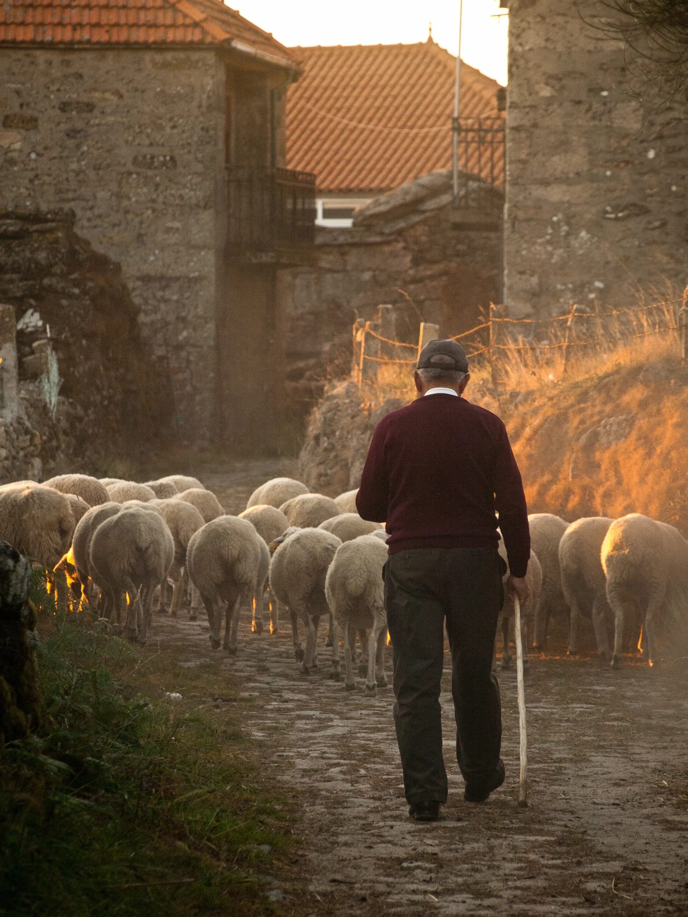 Пасу овечек. Чобан пастух. Пастух с овцами. Пасти овец. Пастух пасет овец.
