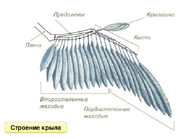 Строение крыла птицы схема. Строение крыла птицы 7 класс биология. Крылья хищных птиц строение. Строение голубиного крыла.