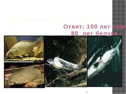 Продолжительность жизни сома