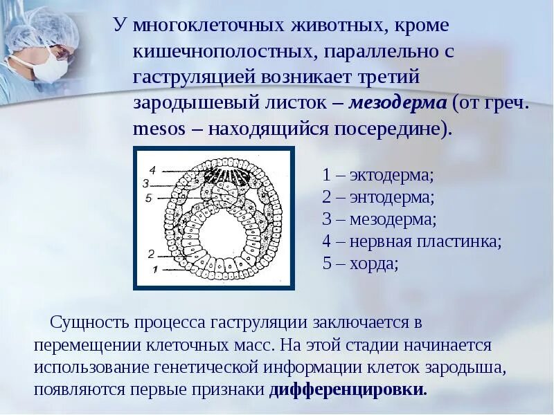 Мезодермальное происхождение какая ткань