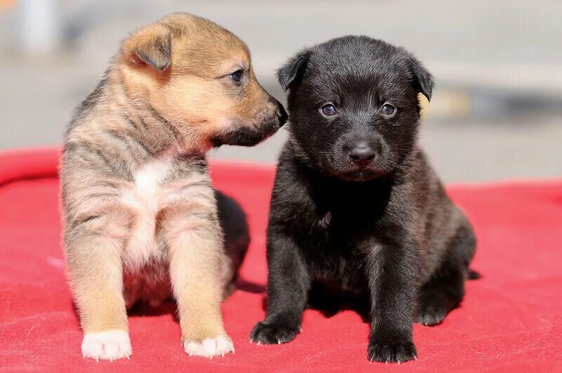 Собаки на авито нижегородская область. Щенки маленьких пород в добрые. Авито щенки в дар нижний новгород. Отдаю щенка мелкой породы. Щенки 11 шт.