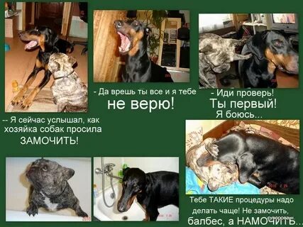 Собака перенести