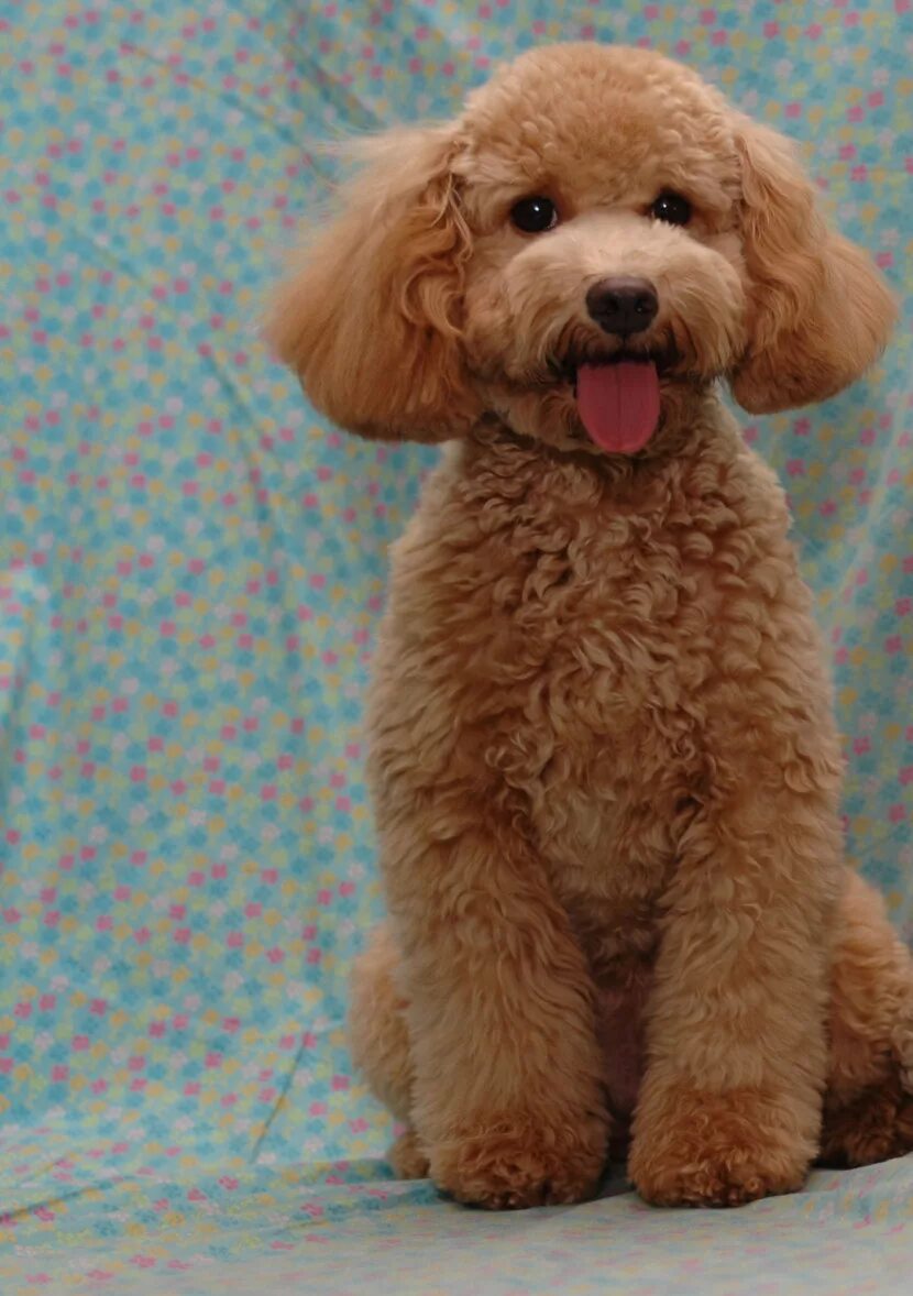 Той пудель мальтипу. Карликовый пудель щенок. Карликовый той пудель. Карликовый пудель. Как выглядит той пудель.