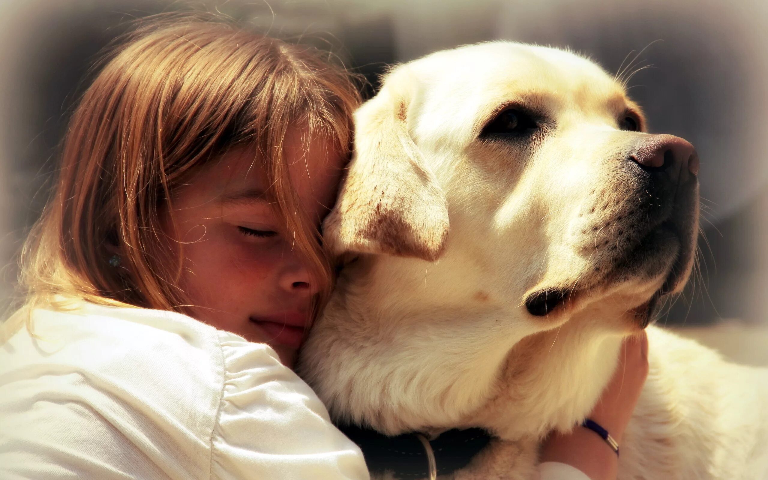 Лабрадор ретривер золотистый. Собака друг человека. Любовь к животным. Домашние животные и человек.