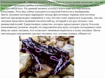 Новизна изменчивый тюленевый