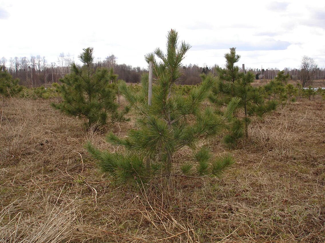 Кедр в подмосковье. Уссурийский кедр в софрино. кедр сибирский питомник. кедр корейский питомник. корейский кедр уссурийск.