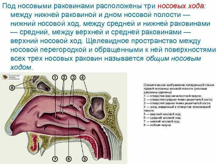 Носовые раковины и носовые ходы полости носа. Носовая полость схема анатомия. Раковины и ходы полости носа. Строение носовых раковин.