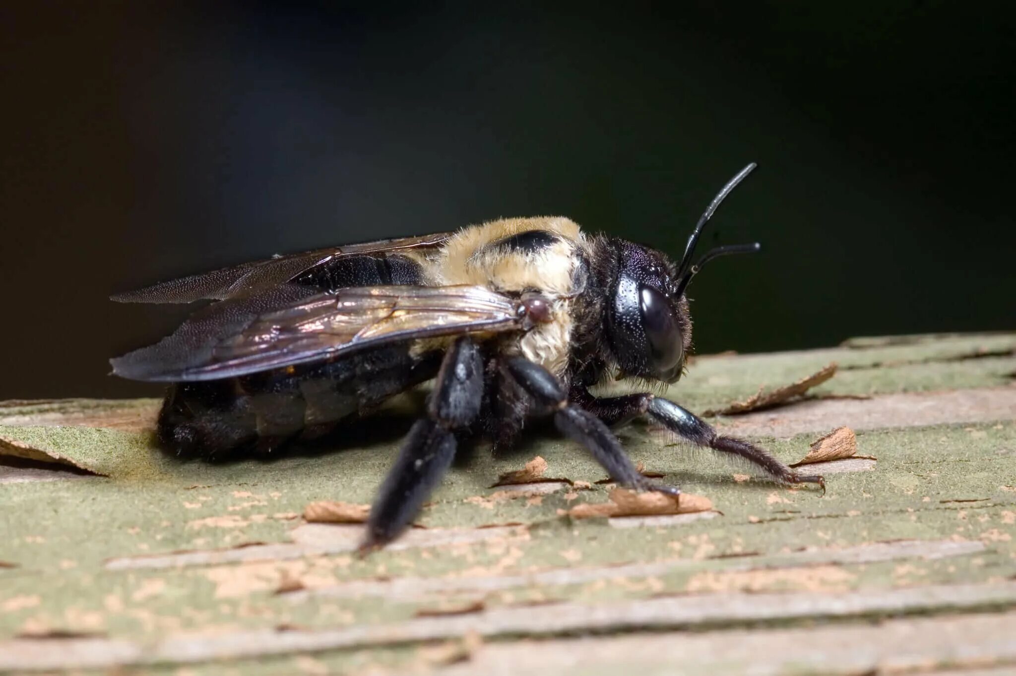 Домашние насекомые пчелы. Шмель древоточец. Шмель-плотник фиолетовый( Xylocopa violacea ). Пчела древоточец. Муха древоточец.