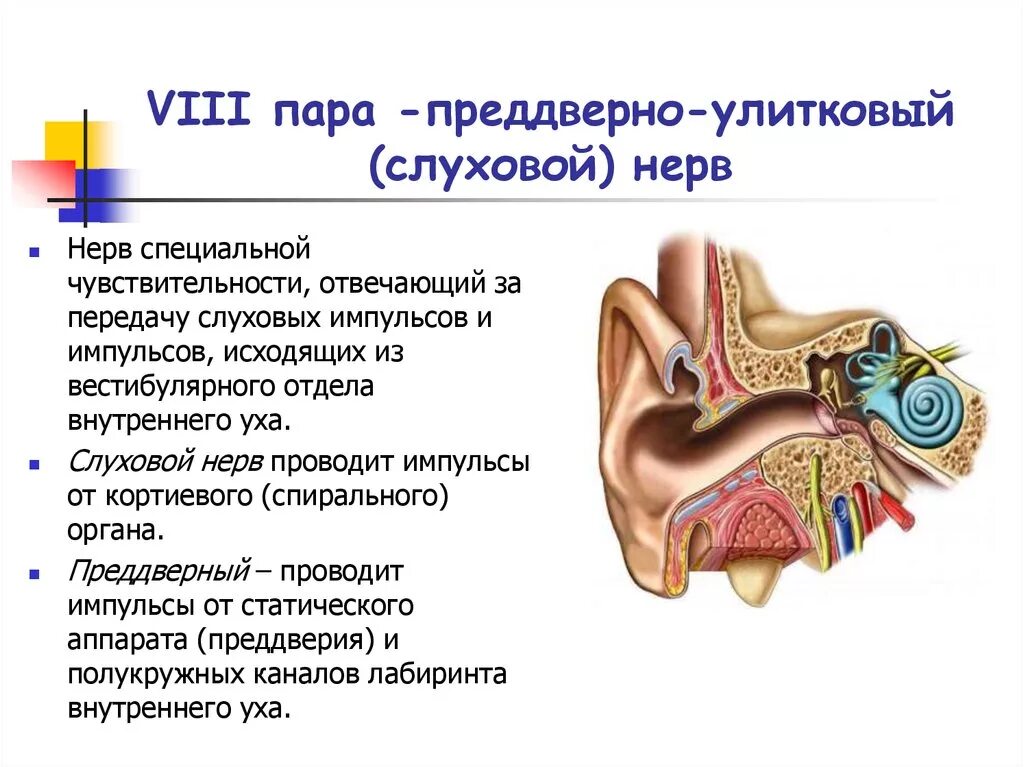 Поедверноулмтковый нерв. 8 Пара преддверно улитковый нерв. Иннервация внутреннего уха слуховой анализатор. Слуховой нерв строение и функции.