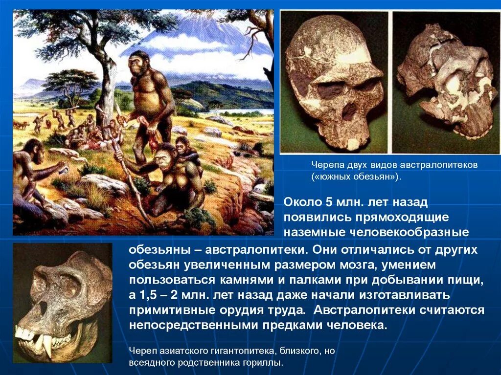 Царство люди тип человекообразные