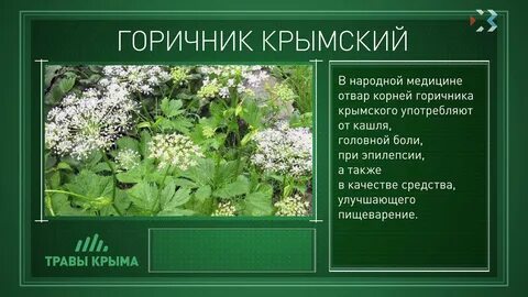 Лечебные растения крыма