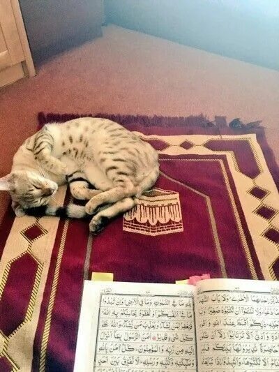 Pin by m o n y on c a t Kucing lucu, Gambar kucing lucu, Foto kucing lucu