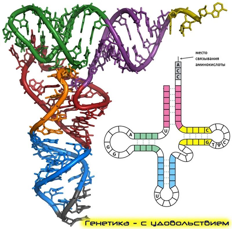 Трехмерная модель ТРНК. Транспортная РНК. Трехмерная структура ТРНК. Транспортная РНК рисунок.