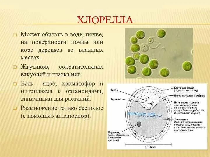 Строение хлореллы. Одноклеточная водоросль хлорелла. Клеточное строение хлореллы. Зеленые водоросли хлорелла. Хлорелла водоросль строение.