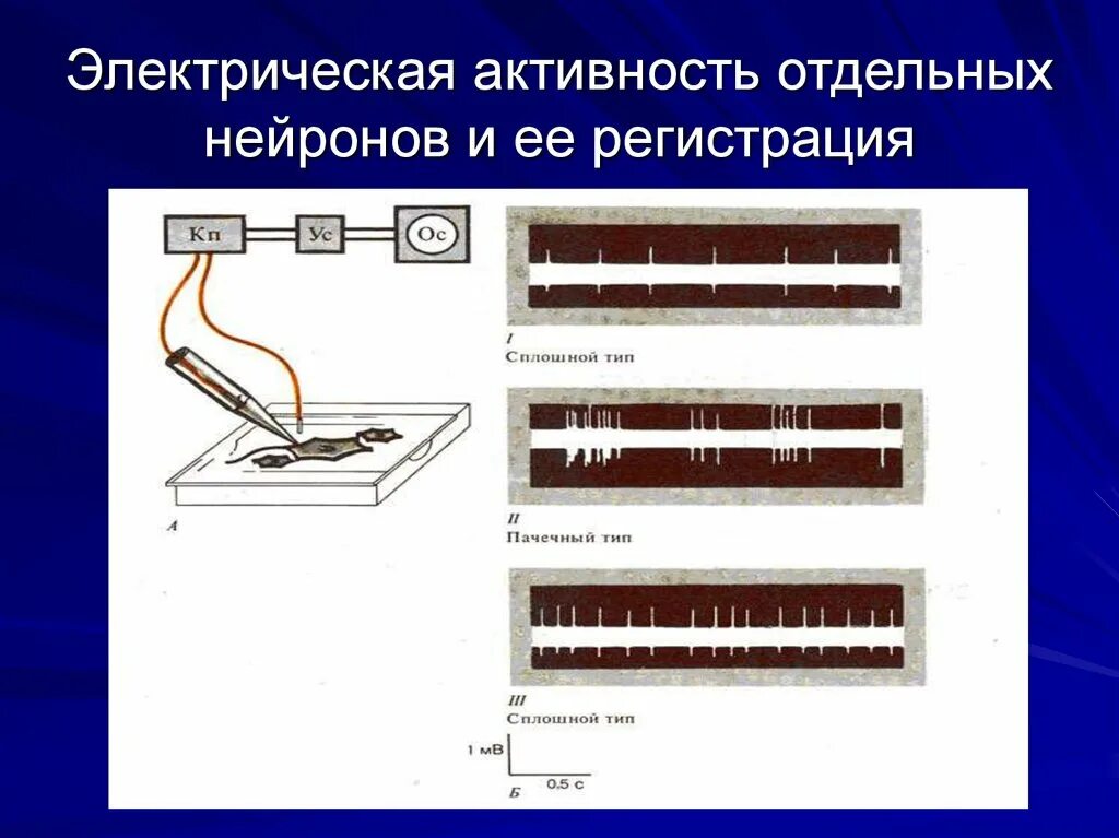 Электрическая активность клеток. Виды электрической активности нейрона. Электрическая нейронная активность. Типы электрической активности. Пачечный Тип активности нейронов.