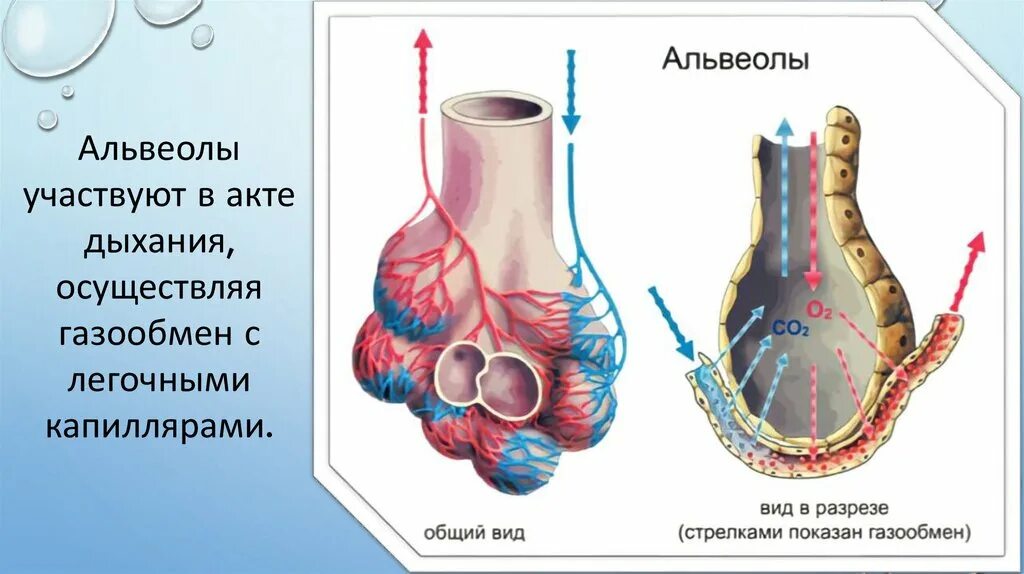 Легочные пузырьки в легких. Строение альвеол человека. Строение лёгких человека альвеолы. Легкие строение альвеолы. Легочная альвеола анатомия.