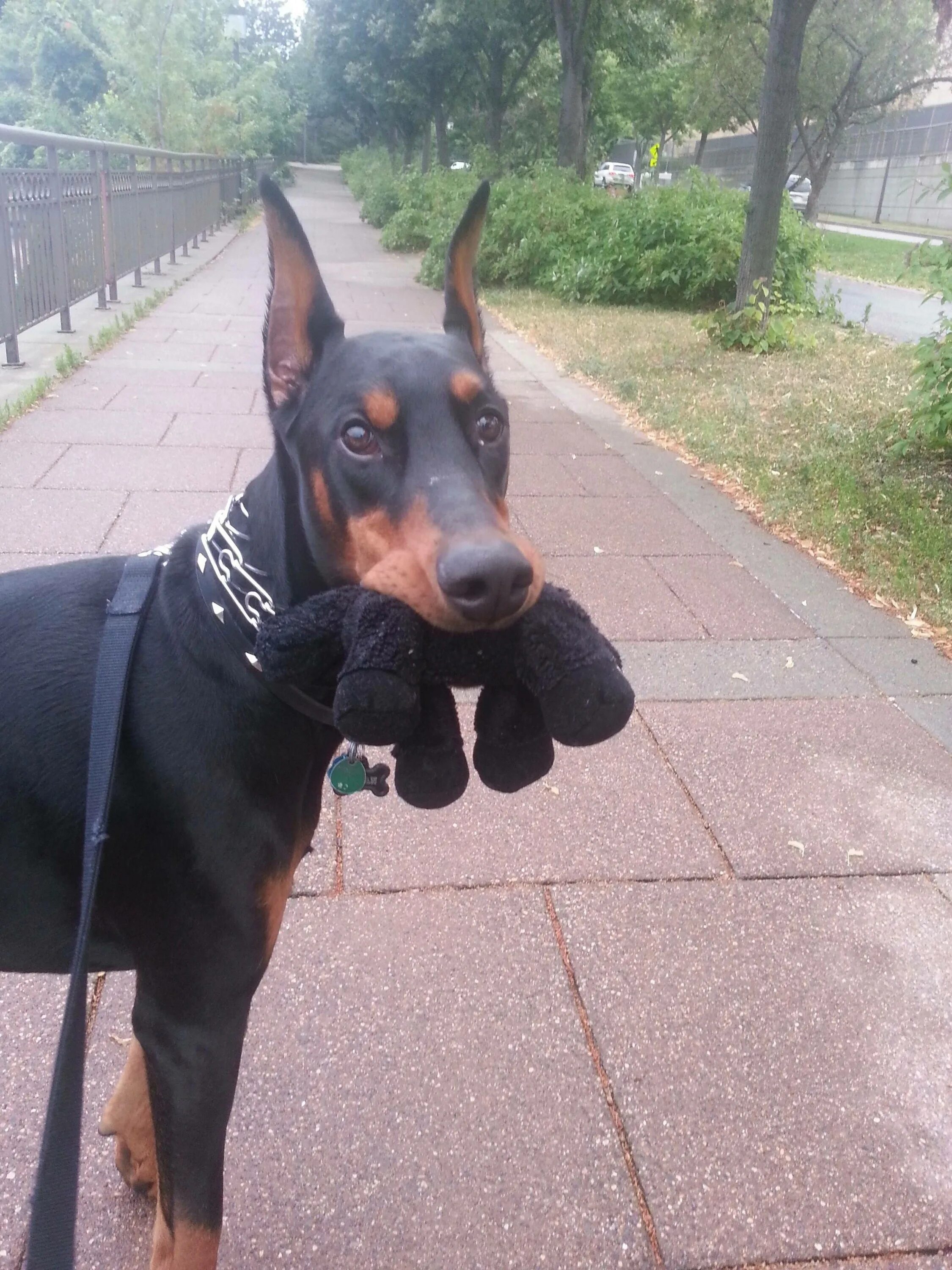 Доберман дома. Доберман дома. Доберман пинчер. Доберман в доме. Каракал и доберман.