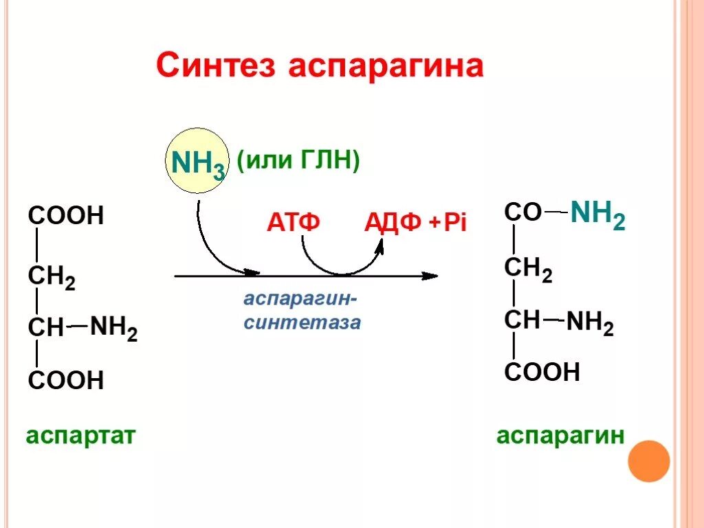 Аспарагин синтетаза. Синтез глутамина и аспарагина. Реакция синтеза аспарагина из аспартата. Биосинтез аспарагина.