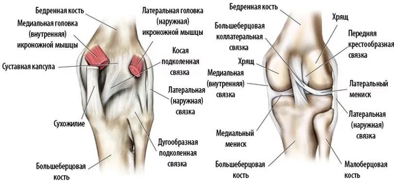 Медиальный и латеральный это. Болит колено сбоку с внутренней стороны при. Коленный сустав анатомия строение кости. Связки коленного сустава анатомия внутренние и наружные. Дугообразная подколенная связка.