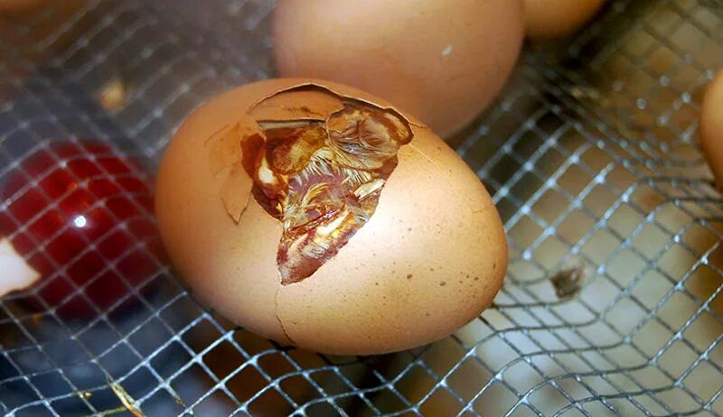 Hatching eggs. Angel Eggs Hatching Eggs. Frog Hatching Egg. Chicken Hatching an Eggs gifs.