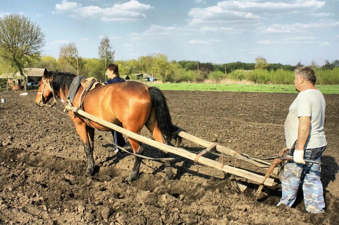 Лошадь запряженная в плуг. Пахать землю. Лошадь пашет землю. Пахота на лошади.