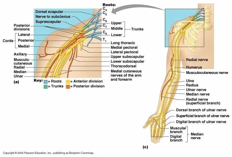 Термин нерв. Genicular nerves анатомия. dorsal digital nerves of radial nerve. radial ulnar nerve. спинномозговые нервы. сплетения / spinal nerves. plexuses.
