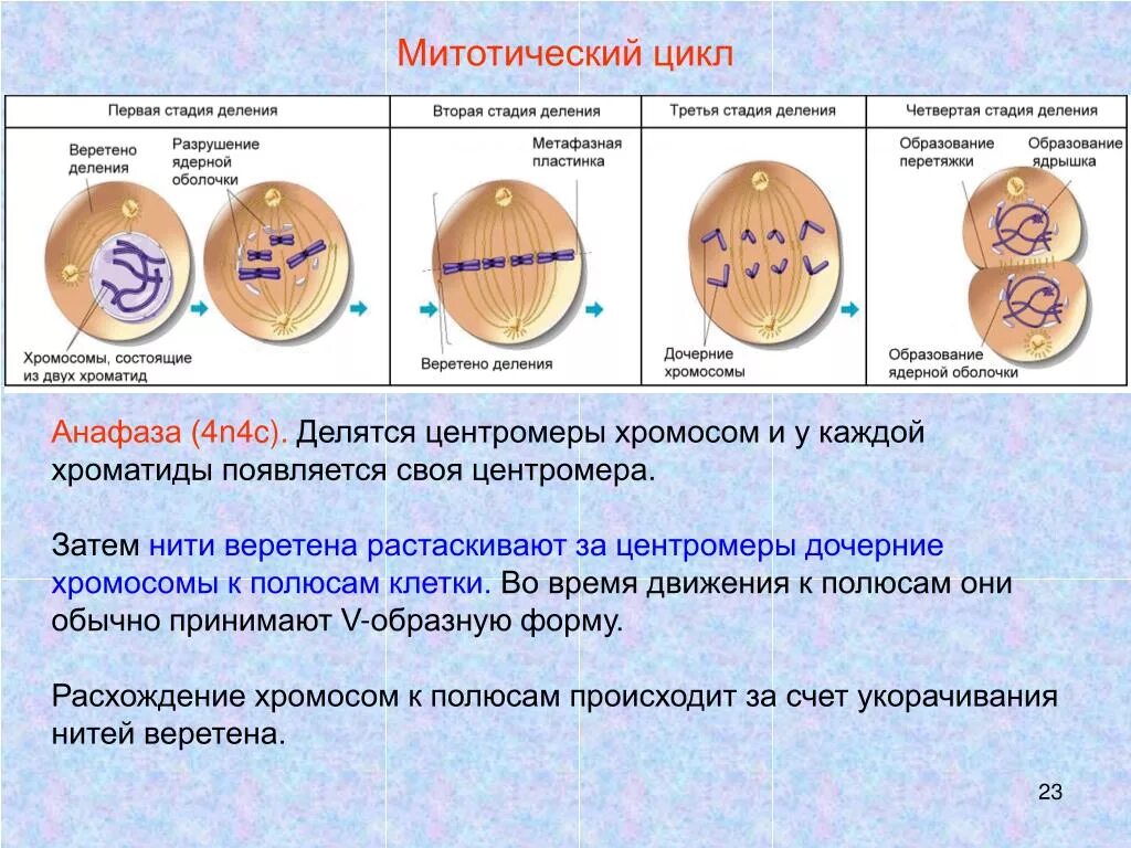 Последовательность стадий развития клеток. Митотический цикл клетки клетки. Клеточный митотический цикл клетки таблица. Клеточный митотический цикл клетки периоды. Митотический цикл клетки схема.