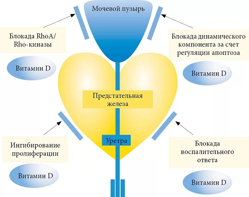 Влияние простатита. Гормональная форма витамина д3. Витамин д3 гормон. Гормональная форма витамина d. Синтез витамина д в организме.