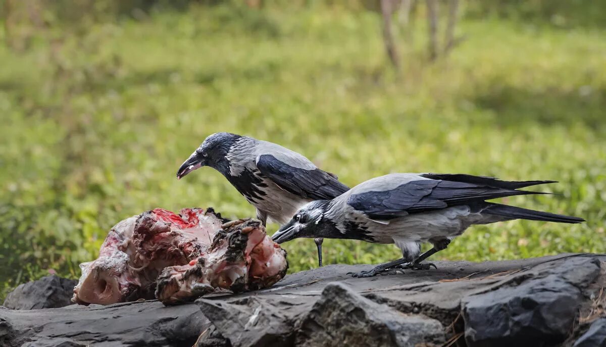 ворон ворона вороненок. воронны. воронны. воронны. черный ворон на черном фоне.