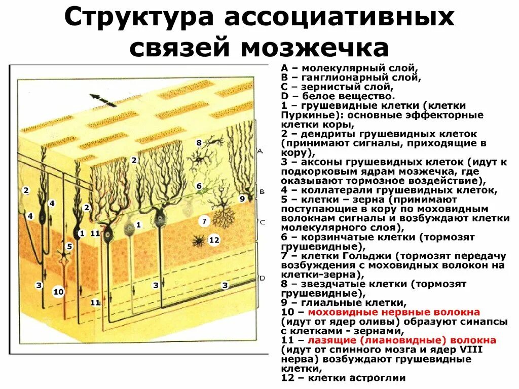 Состоят из многоядерных веретеновидных клеток. Строение коры мозжечка гистология. Схема нейронный состав коры мозжечка. Нейроны коры мозжечка гистология. Структура мозжечка гистология.