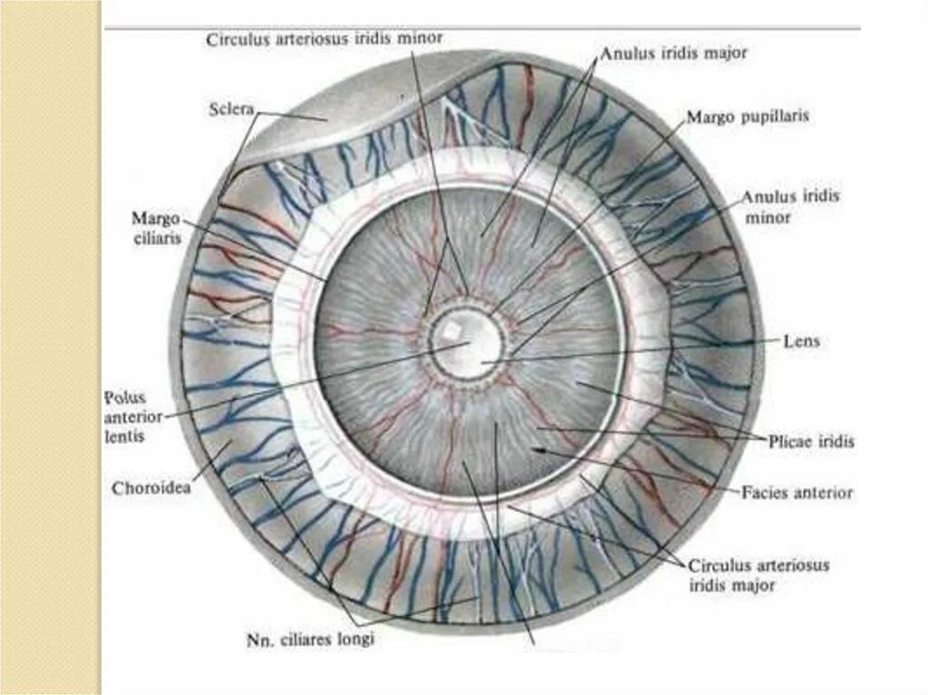 Круг Краузе Радужки. Сосудистая оболочка радужка. Ресничный край Радужки. Зрачковый край Радужки анатомия.