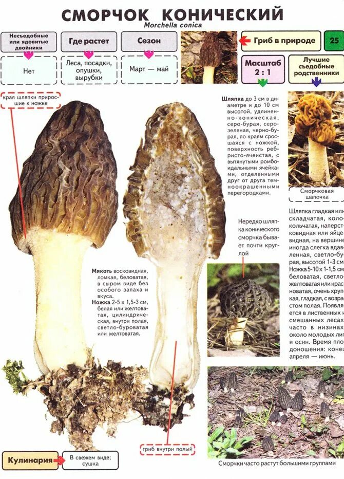 Пошли ли строчки. Сморчки грибы съедобные и ложные. Гриб строчок сморчок отличия. Грибы сморчки и строчки съедобные или нет. Сморчки грибы ядовитые или съедобные.