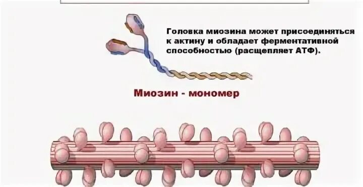 Миозин мышечной ткани. Сокращение мышц актин и миозин. строение мышцы актин и миозин. взаимодействие актина и миозина. работа актина и миозина в мышцах.