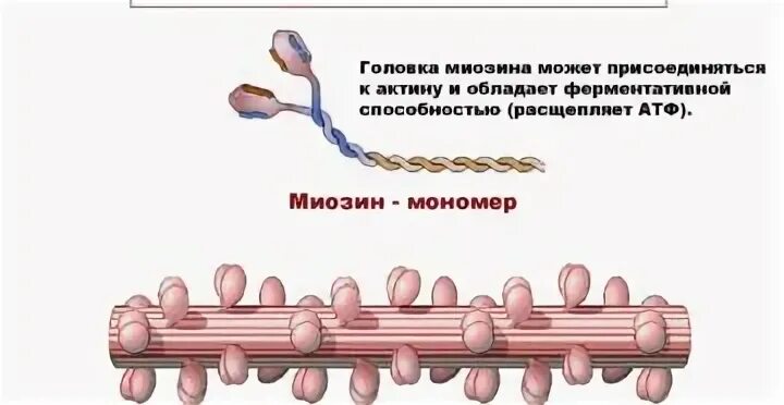 Сокращение мышц актин и миозин. Строение мышцы актин и миозин. Взаимодействие актина и миозина. Работа актина и миозина в мышцах. Миозин мышечной ткани