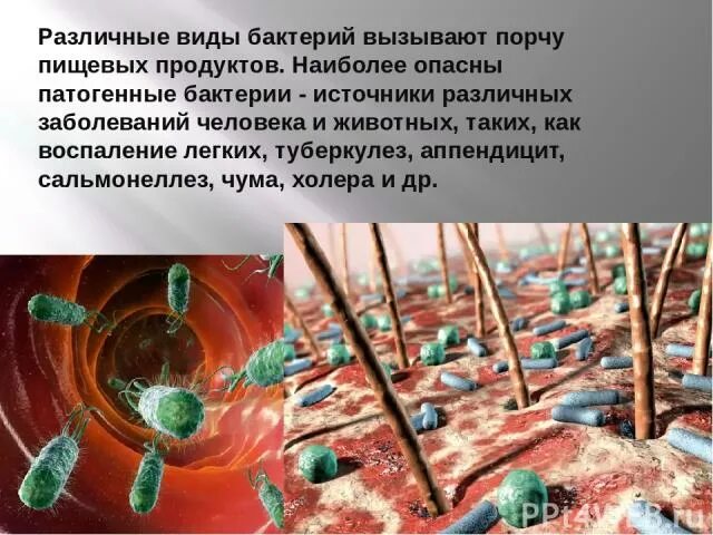 Опасные заболевания вызванные бактериями. Микроорганизмы вызывающие заболевания человека. Болезни вызываемые бактериями. Болезни вызываемые бактериями чума. Бактерии приносят человеку опасные заболевания.