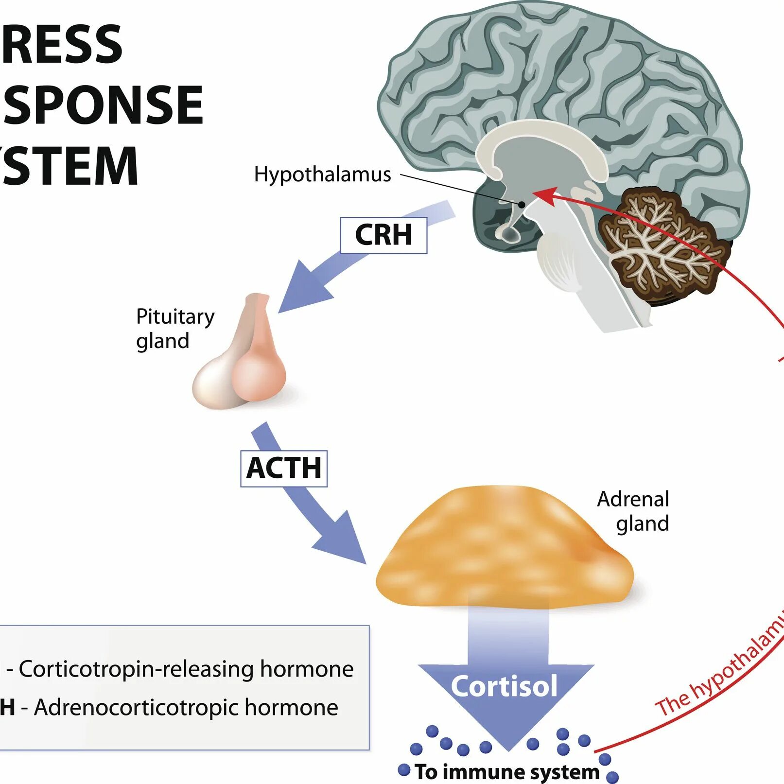 Влияние кортизола на стресс. Адренокортикотропный гормон и кортизол. Кортизол в организме. Влияние гормонов на стресс.