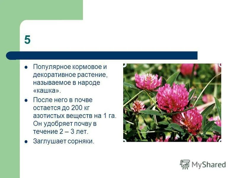 Формула клевера лугового. Листорасположение клевера лугового. Жилкование листьев у клевера лугового. Жилковое листьев клевера лугового. Клевер луговой фаленский 86.