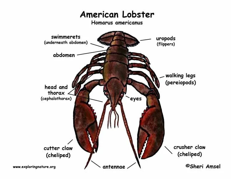 How lobster communicate