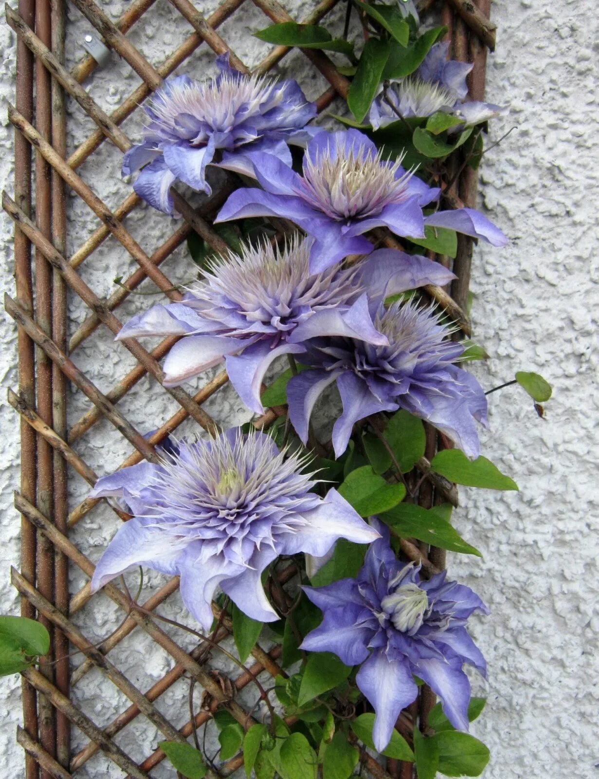 Клематис Мульти Блю. Клематис (Clematis) Multi Blue. Клематис махровый синий "Мульти Блю". Клематис Мэджик Блю. Клематис мульти блю описание отзывы