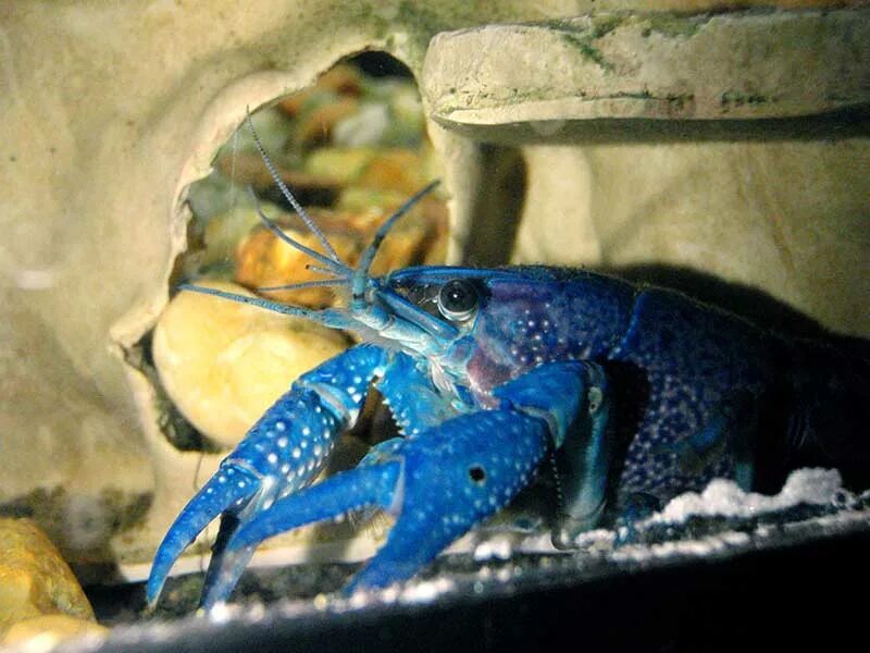 Кубинский рак. Procambarus Cubensis. Blue Crayfish. Голубой кубинский. Флоридский синий краб.