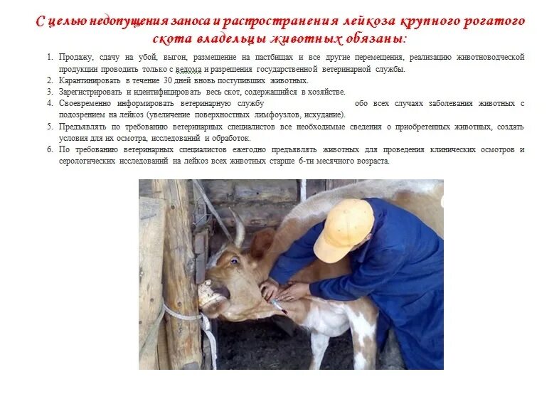 Лейкоз крс ветеринария. Памятка лейкоз крупного рогатого скота. Памятка лейкоз крупного рогатого скота. Лейкоз крупного рогатого скота памятка для населения. Лейкоз памятка.