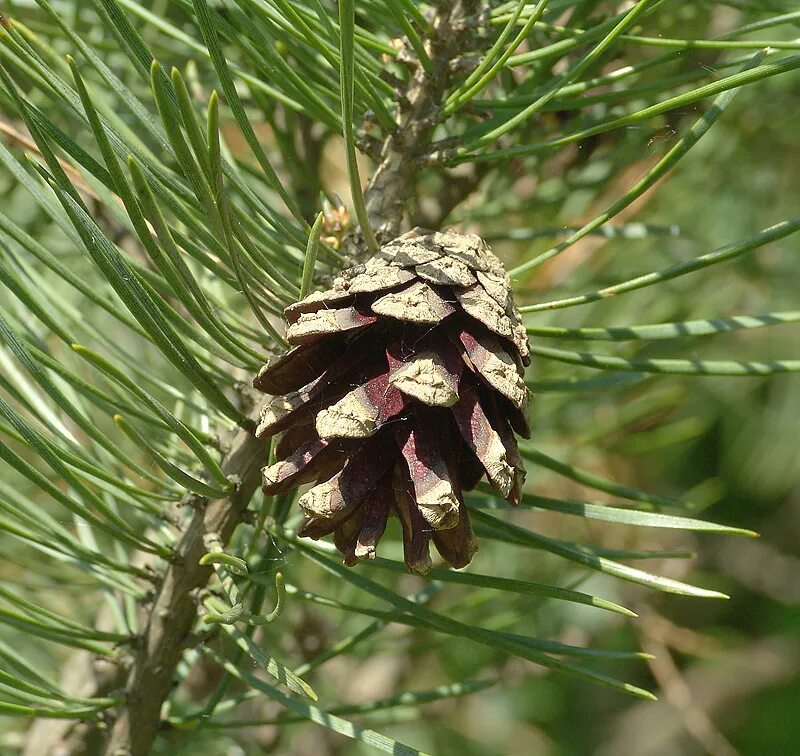 Женская шишка хвойных. Pinus Sylvestris шишка. Голосеменные сосна обыкновенная. Макростробилы сосны обыкновенной. Микростробилы сосны обыкновенной.