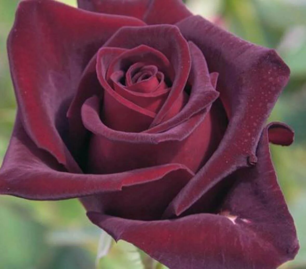 Розаблек бакара (чайно-гибридная). Баккара цвет. Блэк баккара (black baccara). Баккара цвет. Баккара цвет.