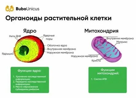 Биология 6 класс таблица органоиды растительной клетки