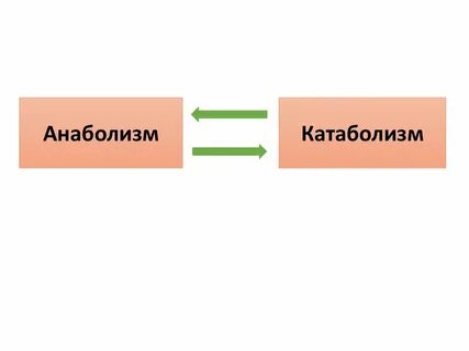 Метаболизм түрлері