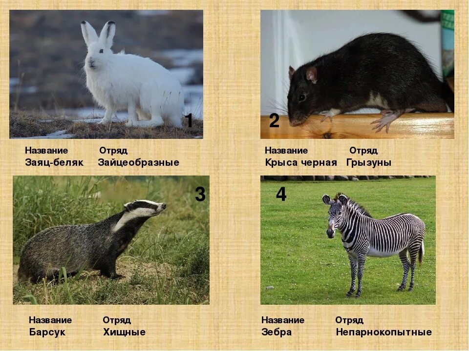 Не млекопитающие животные. Представители зайцеобразных млекопитающих. названия отрядов млекопитающих. млекопитающие башкирии. какие животные не млекопитающие список.