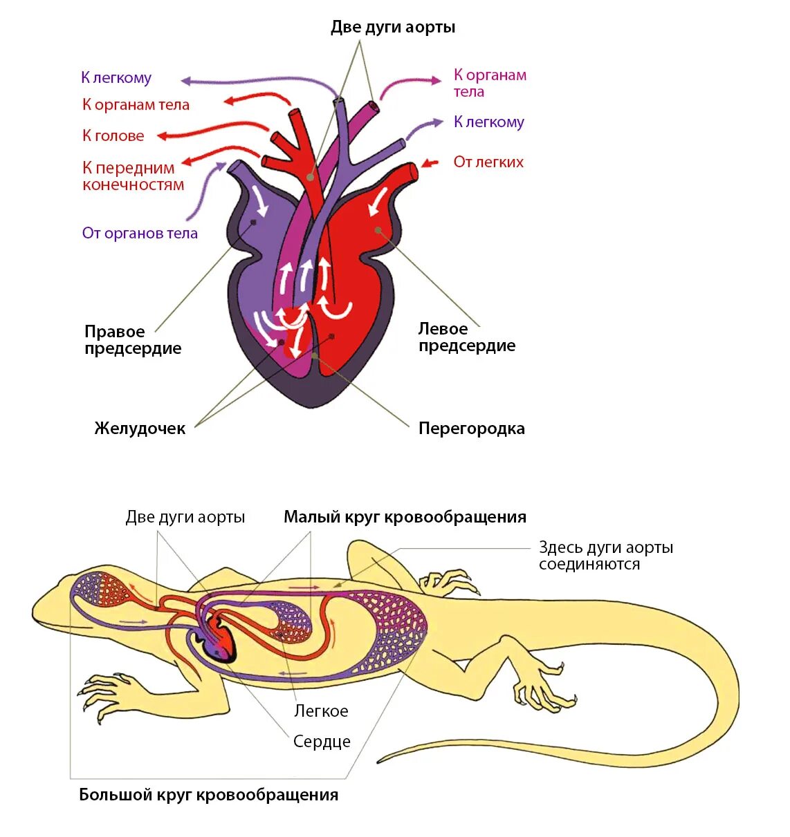 Земноводные пресмыкающиеся млекопитающие строение кровеносной системы сходство. Строение сердца пресмыкающихся 7. Строение сердца ящерицы прыткой. Строение сердца земноводных. Трехкамерное сердце пресмыкающихся.