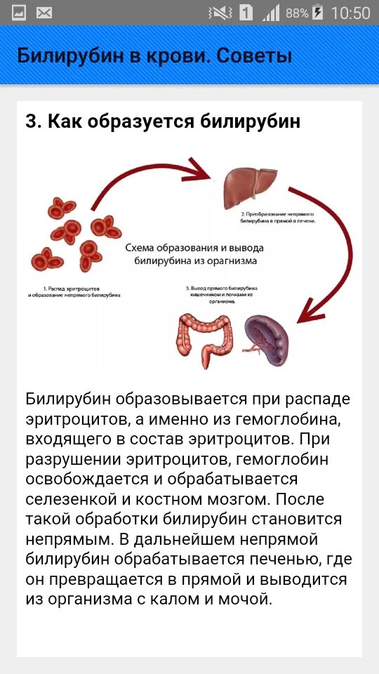 Повышенный билирубин что это значит. Разрушение эритроцитов и билирубин. Билирубин в крови что это такое. Печень прямой и непрямой билирубин. Кровь повышения билирубина печени.