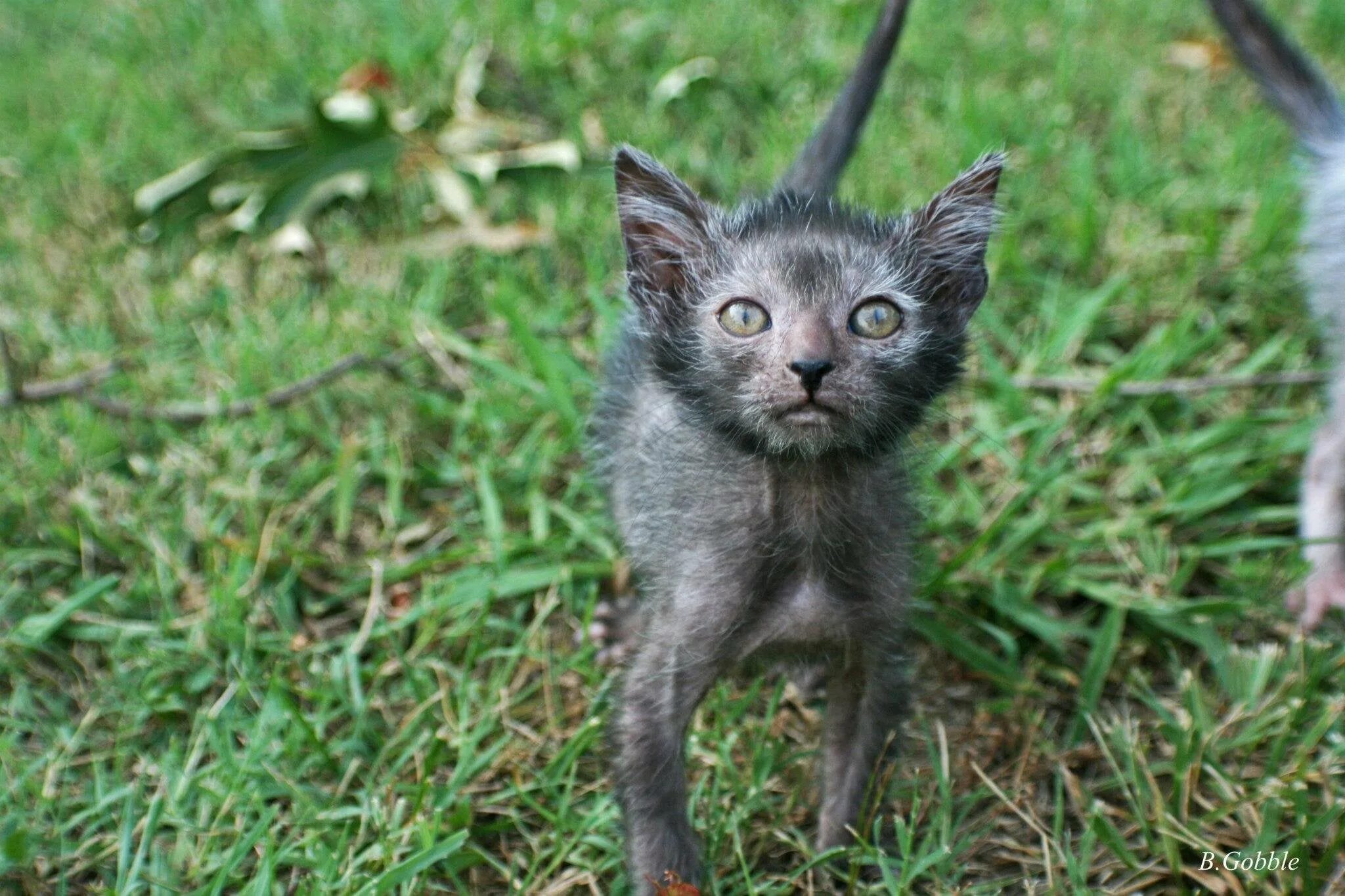 Met cat. Ликои рекс. Порода кошек Ликои. Кот оборотень Ликой. Порода Ликой.