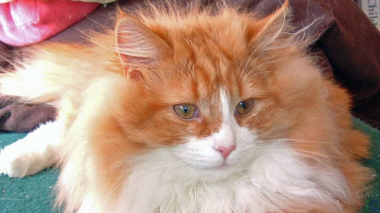 Порода кошек рыже белого окраса. Норвежская Лесная кошка рыжая. Норвежская длинношерстная Лесная кошка. Норвежская длинношерстная Лесная кошка рыжая. Рыжий длинношерстный Сибирский кот.